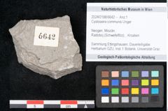 Foto (Objekt + Etikett) von Cystoseira communis Unger (NHMW-GEO-2024-0188-6642)